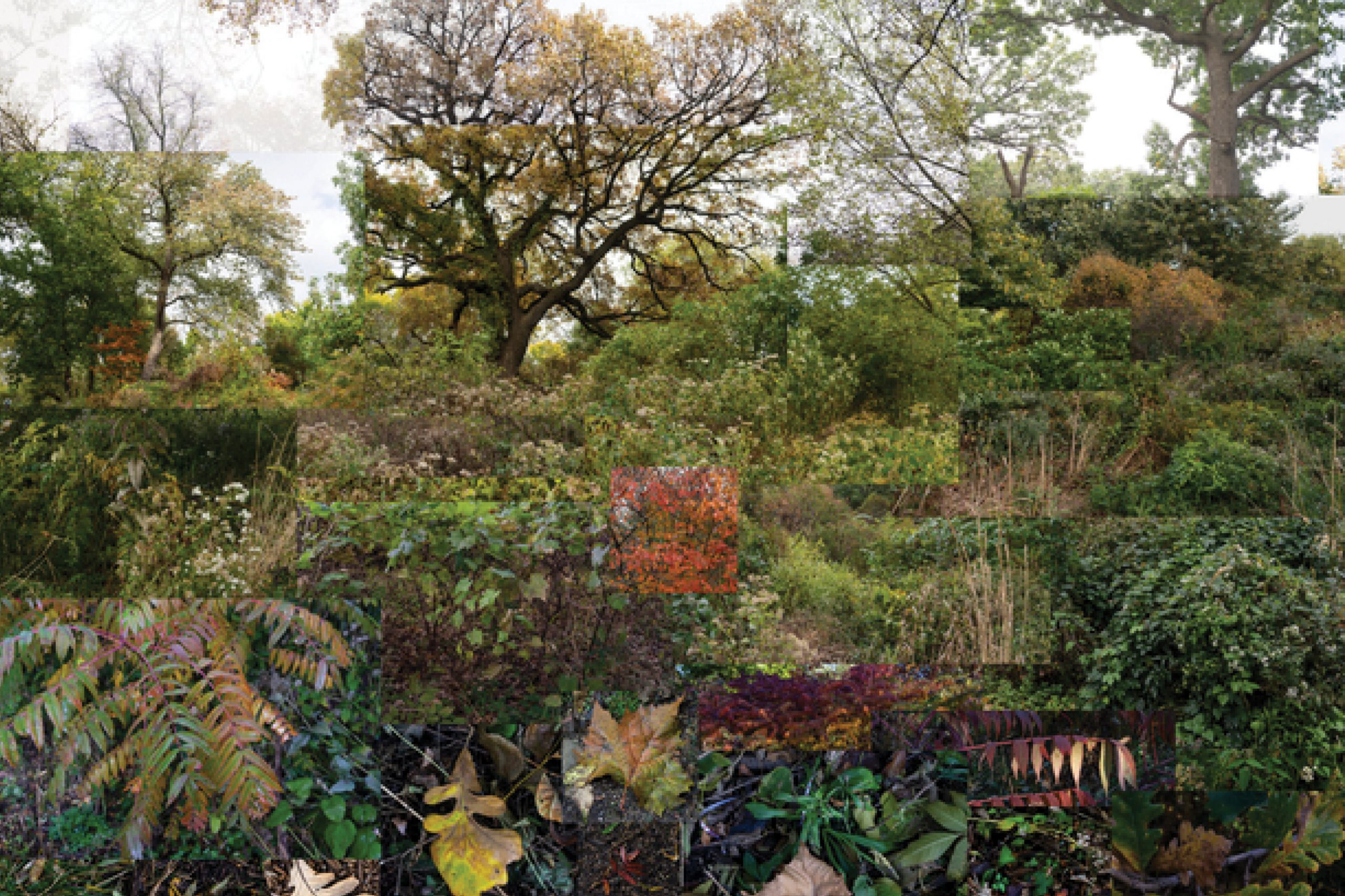 A group of bushes and trees