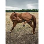 A horse running in the grass
