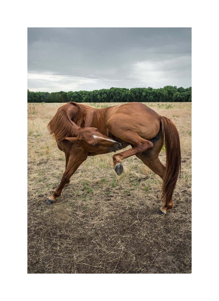A horse running in the grass