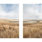 A field of tall grass