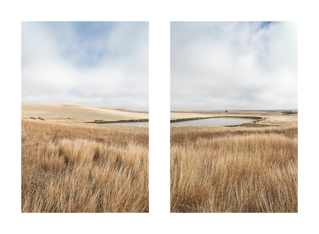 A field of tall grass